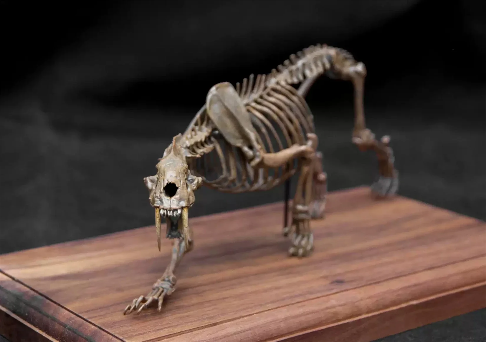 1/20 Smilodon Saber-toothed Tiger Skeleton Skull Model Animal Figure Collector Educational GK Decor  Gift Toy Painted