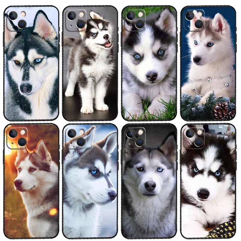 Animal Husky Puppy … - image