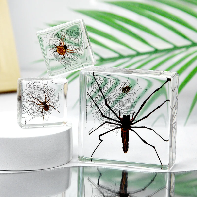 

1pc Real spider resin handicraft ornaments, birthday gifts for children