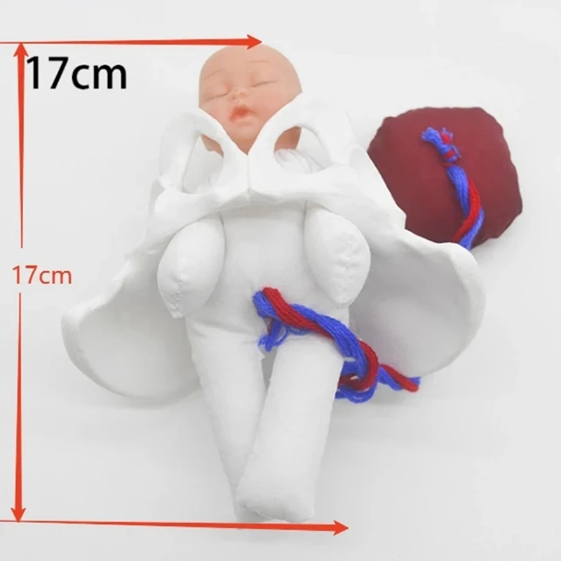 New Female Pelvis Model Childbirth Model For Science Education Teaching Study Fetus Umbilical Cord Placenta Model