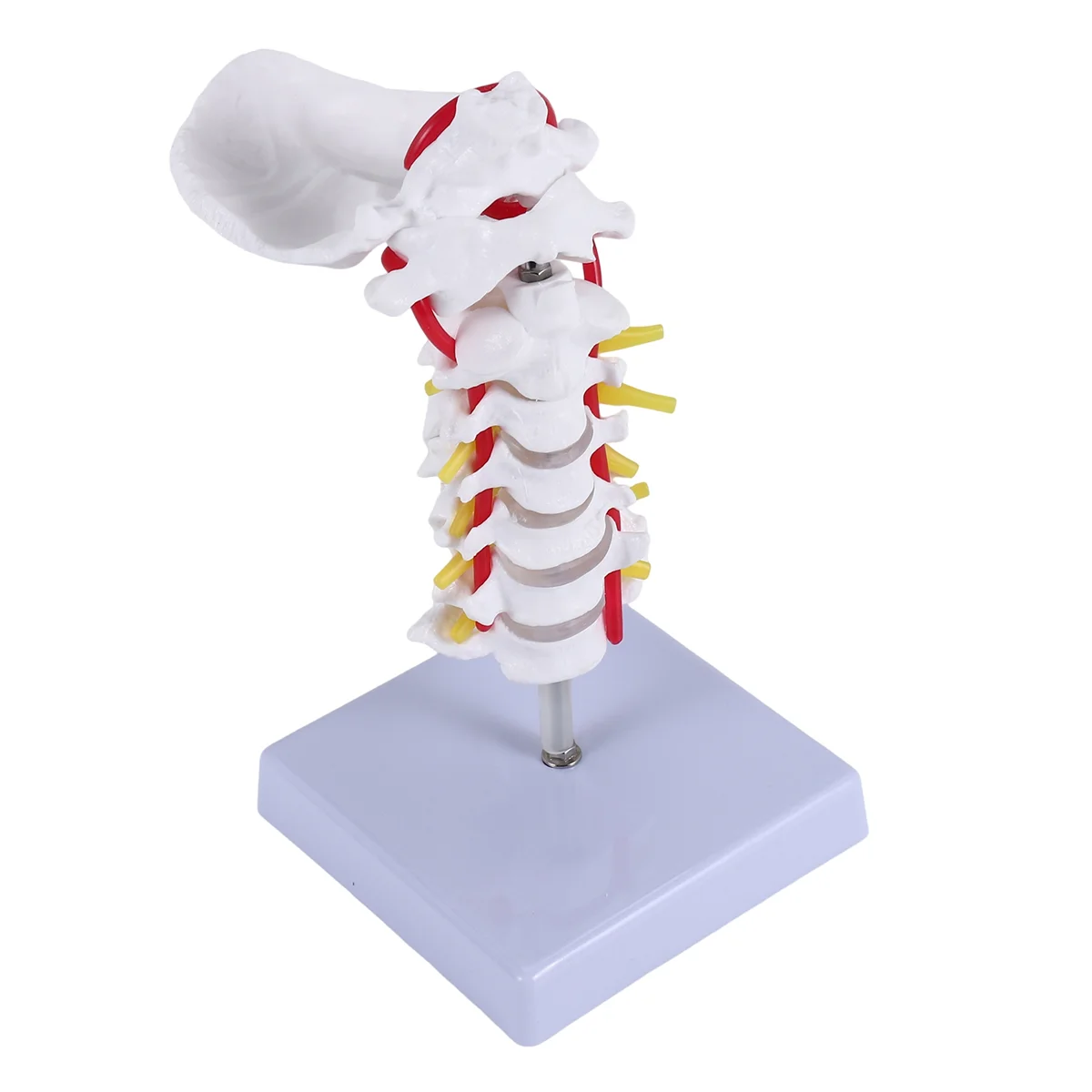 

B17B Cervical Vertebra Arteria Spine Spinal Nerves Anatomical Model Anatomy for Science Classroom Study Display Teaching Model