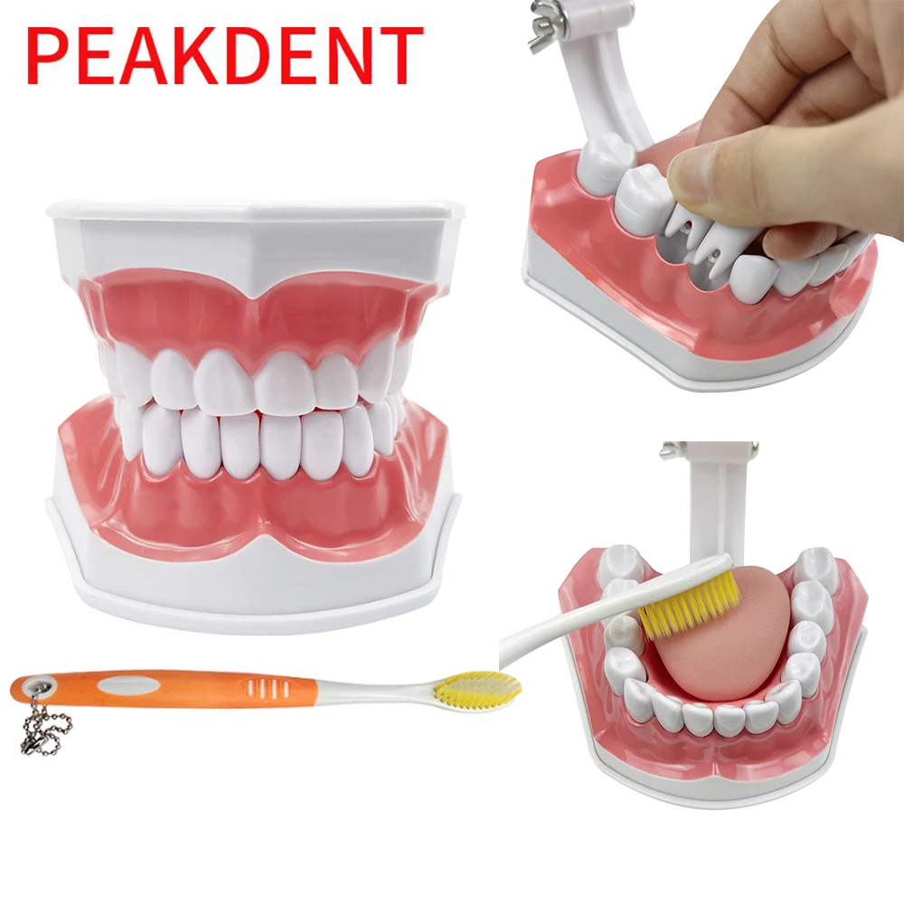 #32 Latest Dental Teaching Models Offers