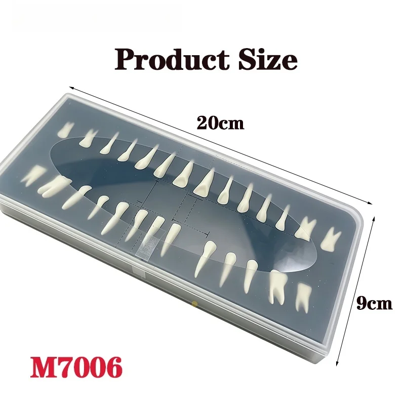 1Box Ex-vivo Dental Student Practice on Teeth with Open Root Canals; Teaching Preparation Models for Oral Exam Practice