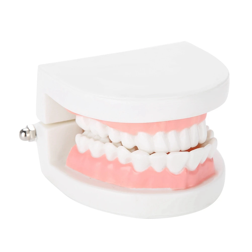 

Pro White Dental Teaching Model For Standard Adult Teeth Denture Mold Dentist Caries Tooth Care Demonstration Tool 3.7*2.6*2.0in