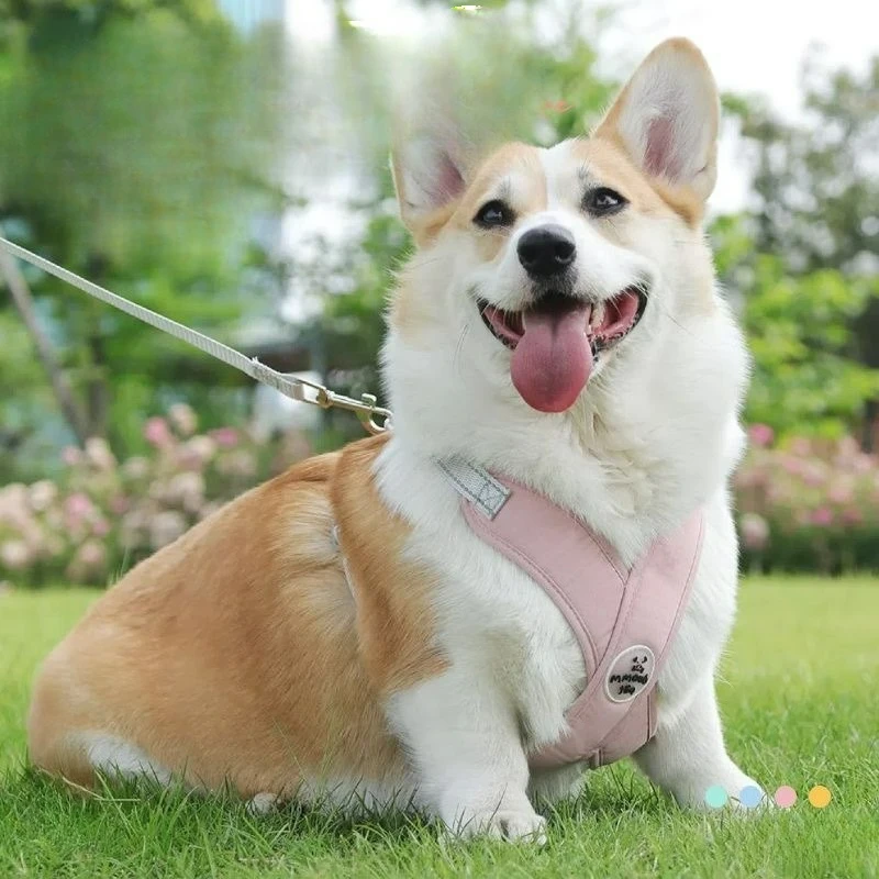 

New Pet Dog Collars Harness Big Vests Leash Pet Shop Everything for Dogs Leather Puppy Accessories Medium Small Set Harnesses