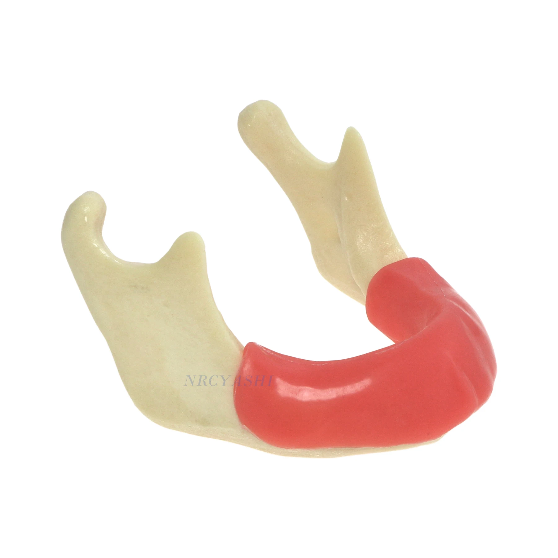 Dental Lower Jawbone Gum Implant Model for Dentistry Education Training Study Teach Teeth Model Instrument M2023