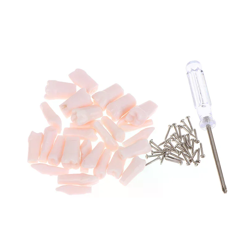 28Pcs Dental Typodont Teeth Replacement Detachable Screw-in Standard Teeth For Dentistry Preparation Training Teach