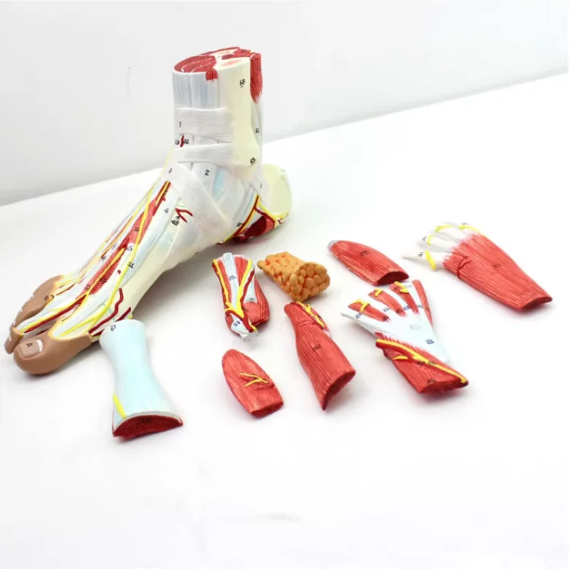 9 Part Human foot muscle with neurovascular anatomy foot joint muscle neurovascular ligament model at plantar level