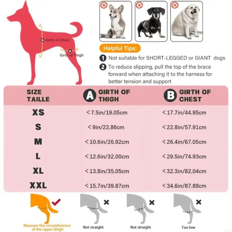 Hunde-Hinterbeinstütze für Tränen- und Hüftdysplasie mit verstellbarem Riemen und Stabilisatoren, Beinstütze B03E – Detail 4