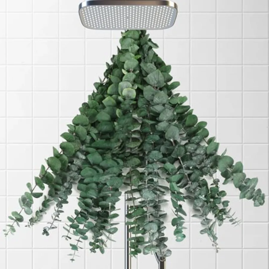 Tallos de Eucalipto Secos para Ducha, Ramas de Hojas de Eucalipto Naturales y Reales de 17'' para Colgar en la Ducha, Planta para SPA y Aromatizar el Hogar