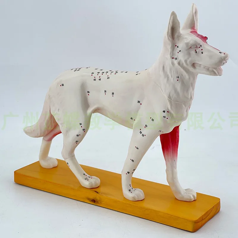 Animal Acupuncture Point Model Animal Anatomy Model Dog Body Anatomy Veterinary Teaching Model