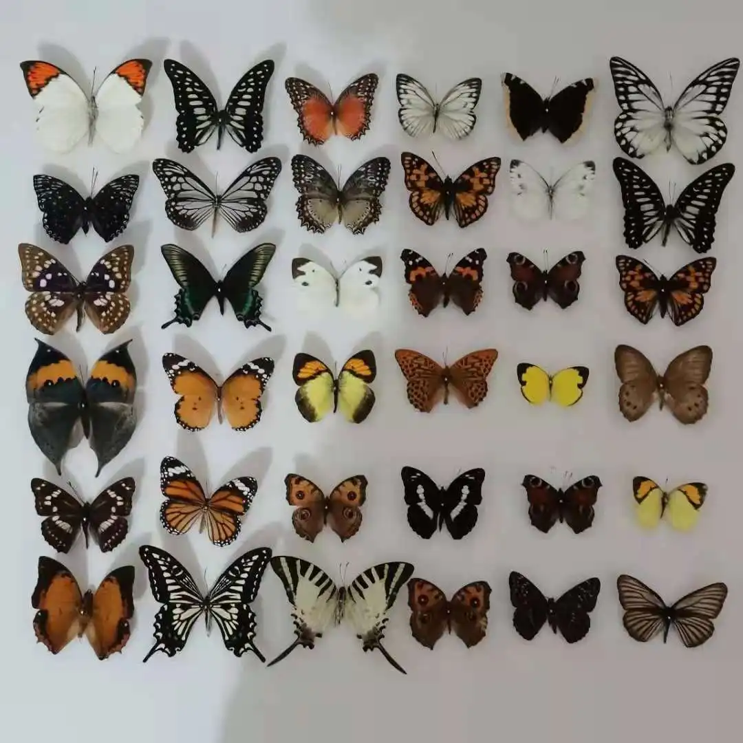 Unmounted Natural Artwork Material Decor, Rhopalocera, Le Papillon, Butterfly Specimen, 10-100Pcs