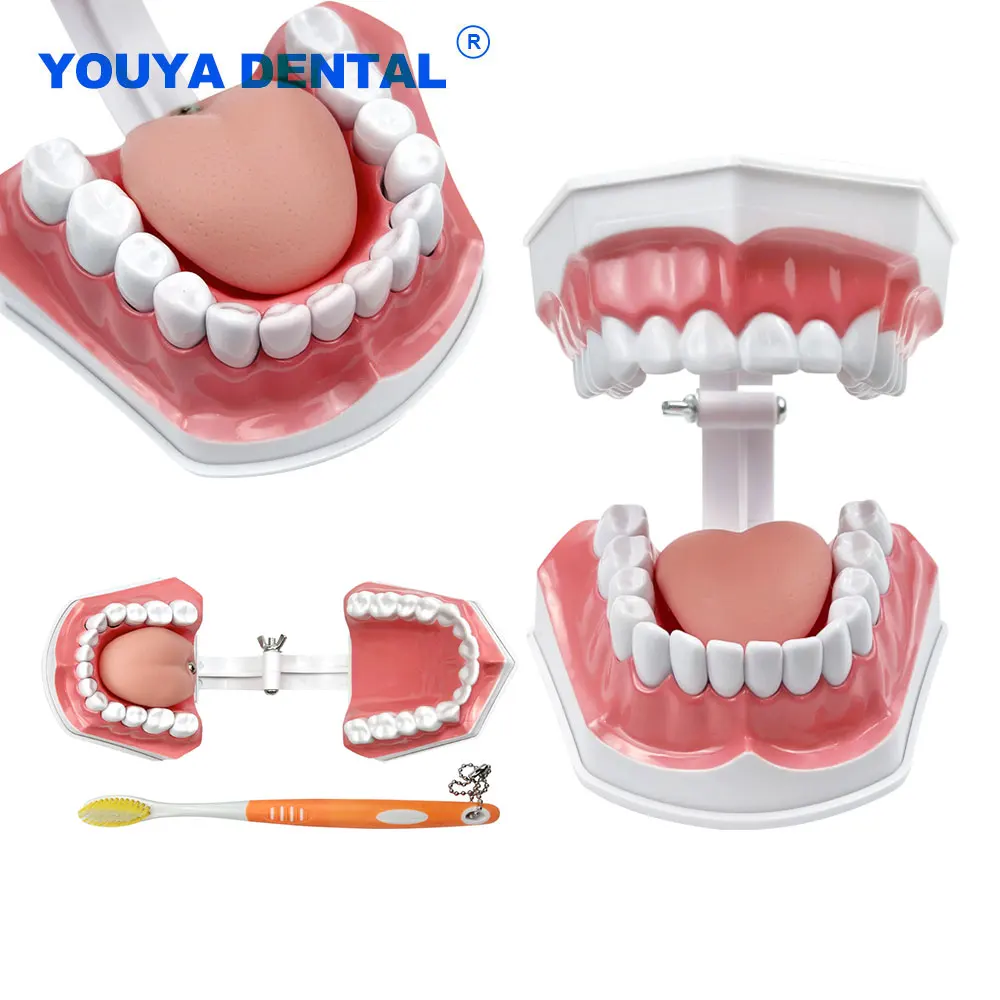 Full Mouth Teaching Model Removable Normal Typoodnt Studying Teeth Model with Toothbrush Practice Flossing Studying Demo