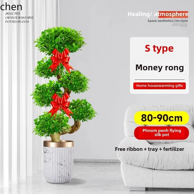 HT Money Ficus نبات بوعاء كبير بيت بونساي يتحرك منزلي جديد النمذجة النباتات الخضراء الراقية شجرة المال المحظوظة الكبيرة