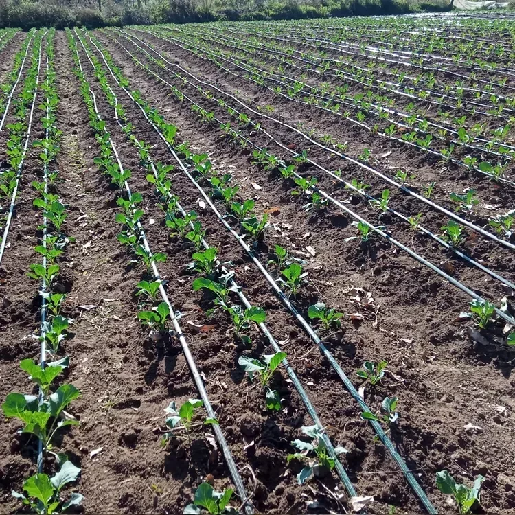 Design 1 Ha 2Ha 5Ha…