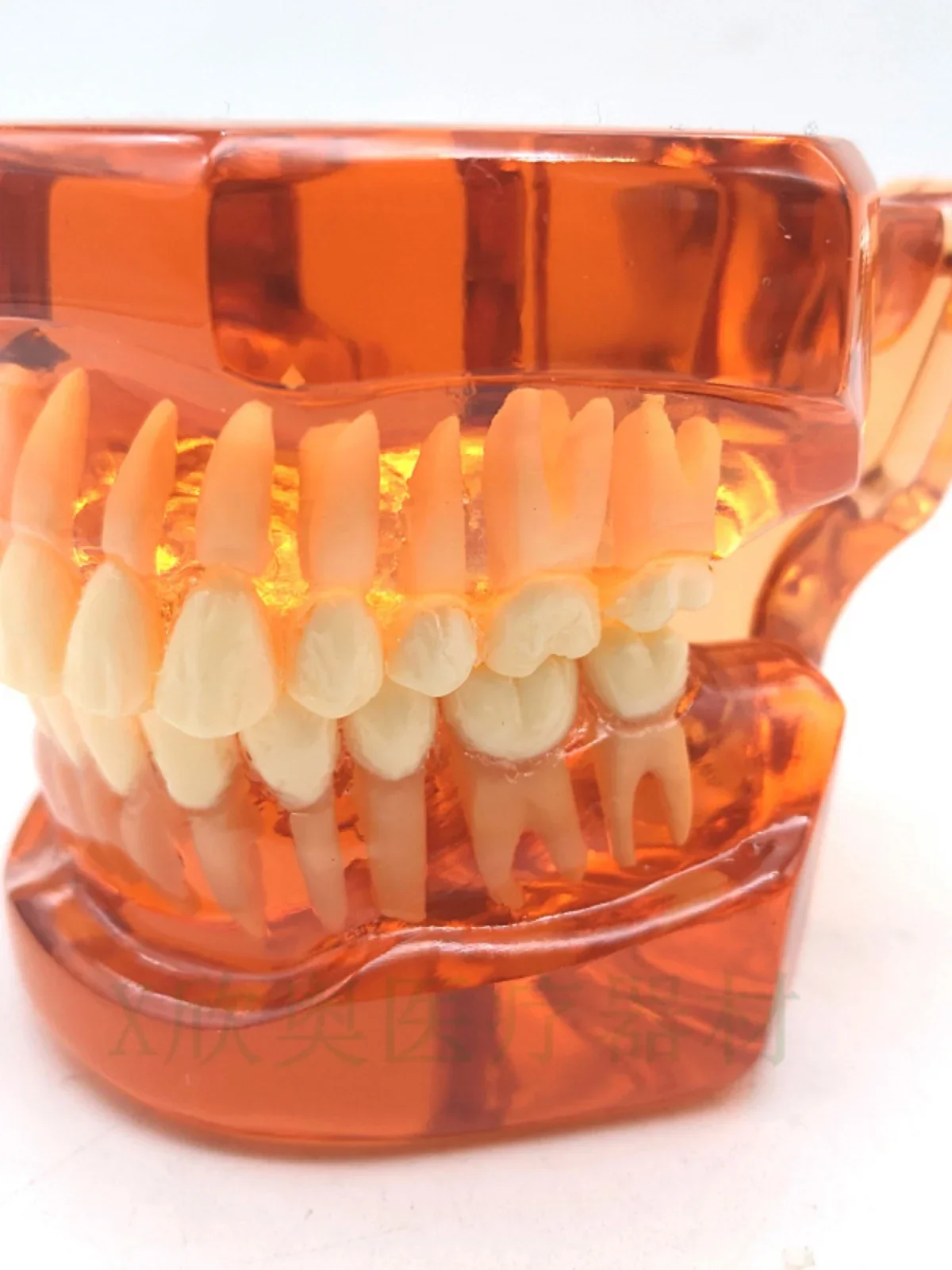 Modelo de enseñanza Dental Ortho Metal/cerámica con/sin soporte accesorios de odontología ortodoncia herramienta de modelado de dientes postizos