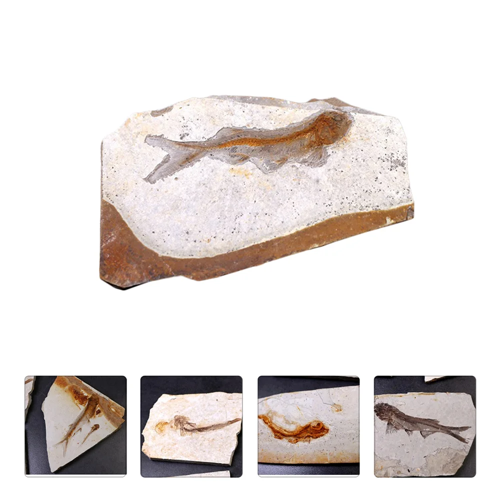 Ornament Specimen Adornment Sample Dining Table Resin Fish Desktop Fossilized Child