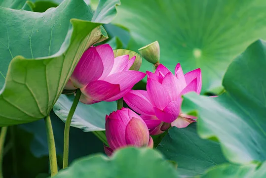 Pneus de roue en caoutchouc souple 25x57x22mm, 4 pièces, Terrain de roche pour 1/18 1/24 RC Micro voiture sur chenilles Axial SCX24 TRX4M AX24 pièces