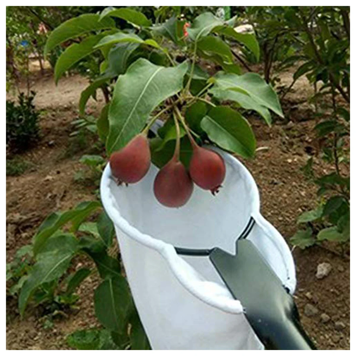 Metal Fruit Picker Orchard Gardening Apple Peach High Tree Picking Tool Big Fruit Catcher Collection Pouch Farm Garden Supplies