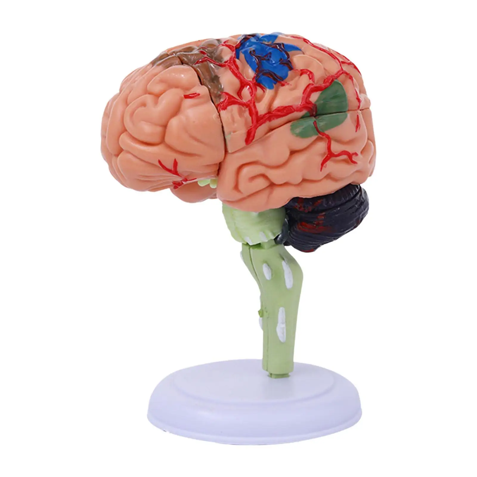 Modelo de cerebro humano, anatomía, juguete fácil de usar, modelo anatómico 4D desmontado