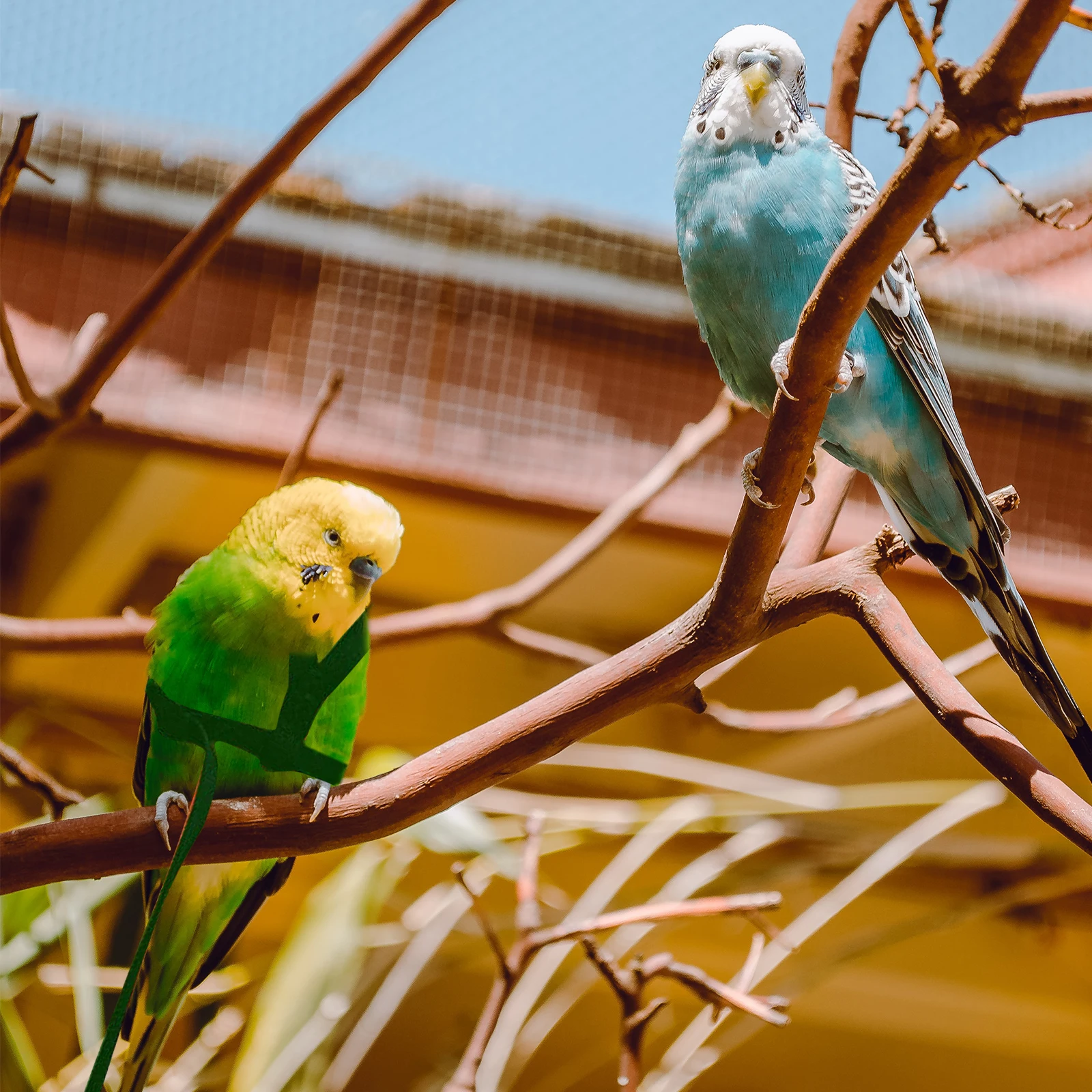 

Adjustable Leash Parrot Anti-Bite Nylon Flying Outdoor Training Chew Resistant Elastic Pet Traction Parrot Harness Leash Pet