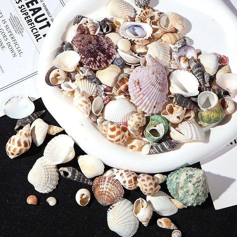

Best Mini shell mixed Conch shell fish tank landscape crafts consumables diy drop glue card brick cream shell decoration