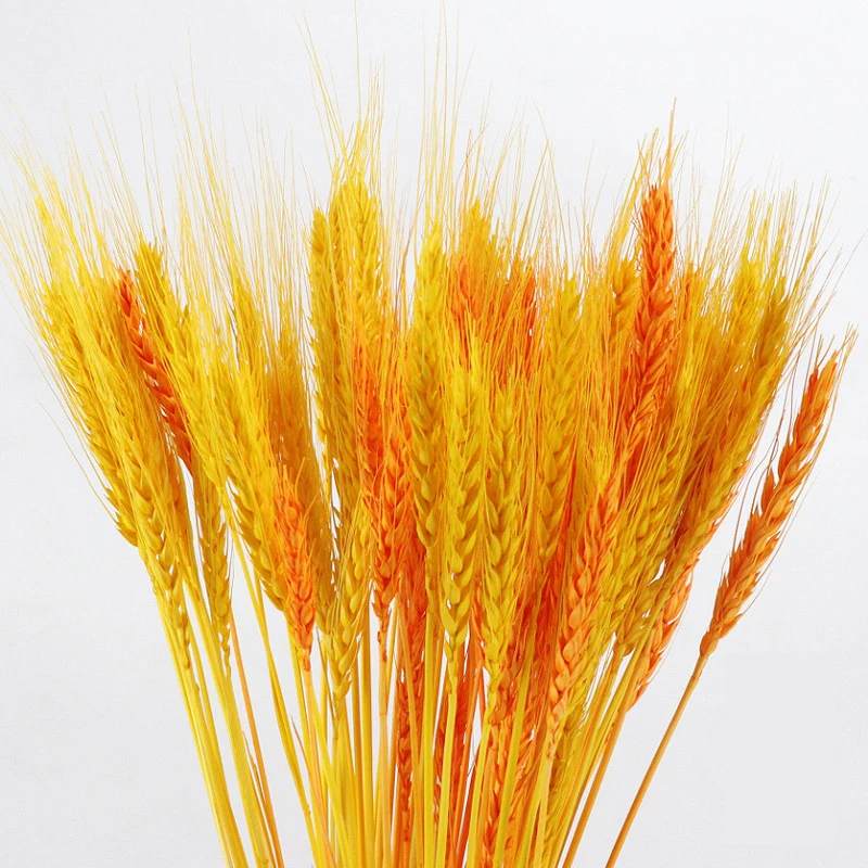 

50Pcs Wheat Ear Barley Dried Flower Barley Pastoral Wedding Decoration Shooting Props Immortal Flower Accessories Wholesale