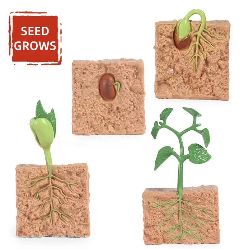 الموارد التعليمية نموذج نمو نبات العلوم الطبية