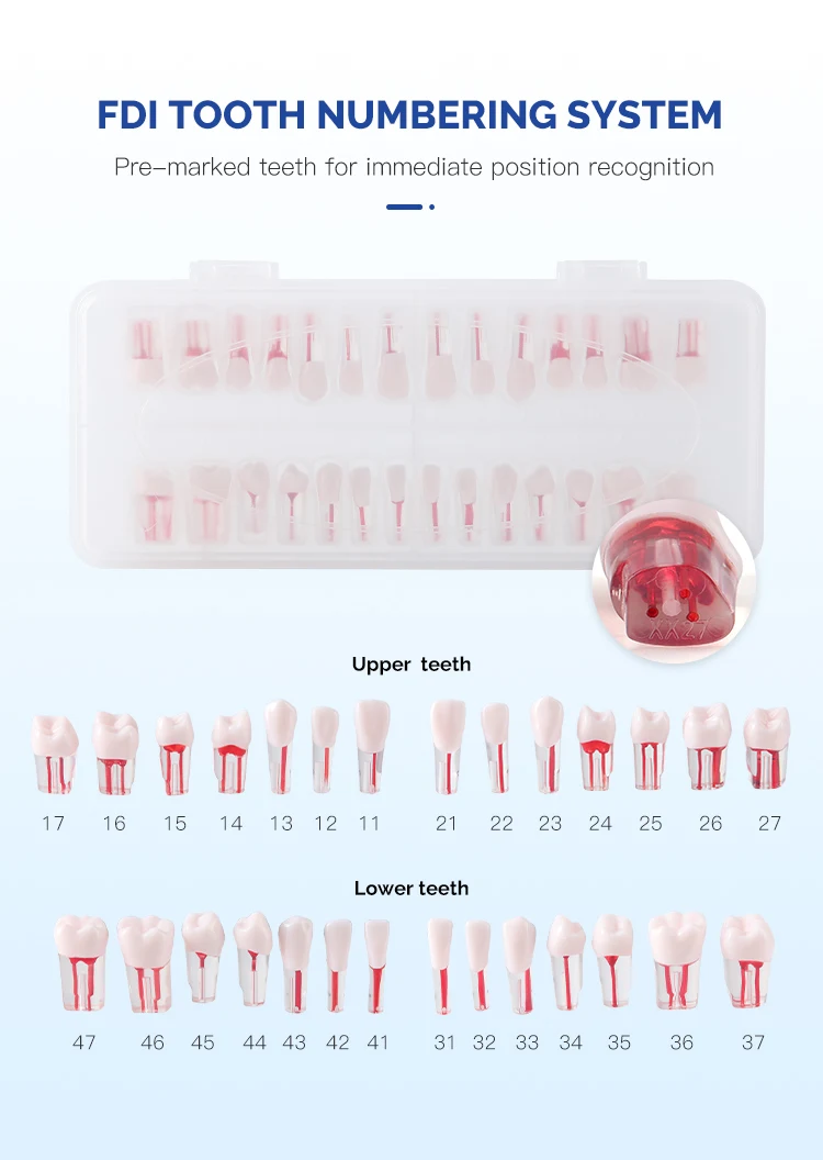 28-teiliges Set AZDENT Dental RCT Wurzelkanal-Übungsmodell Zähne Typodont Endo-Trainings- und Lehrmodell Endodontisches Harzzahnmodell – Detail 6