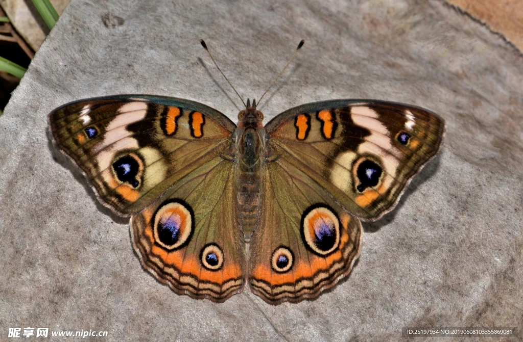 

Комплект из 4 резиновых внедорожных шин 120 мм (1,9 дюйма) для радиоуправляемых краулеров 1:10 Axial SCX10 90046, AXI03007, TRX4, Redcat Gen8