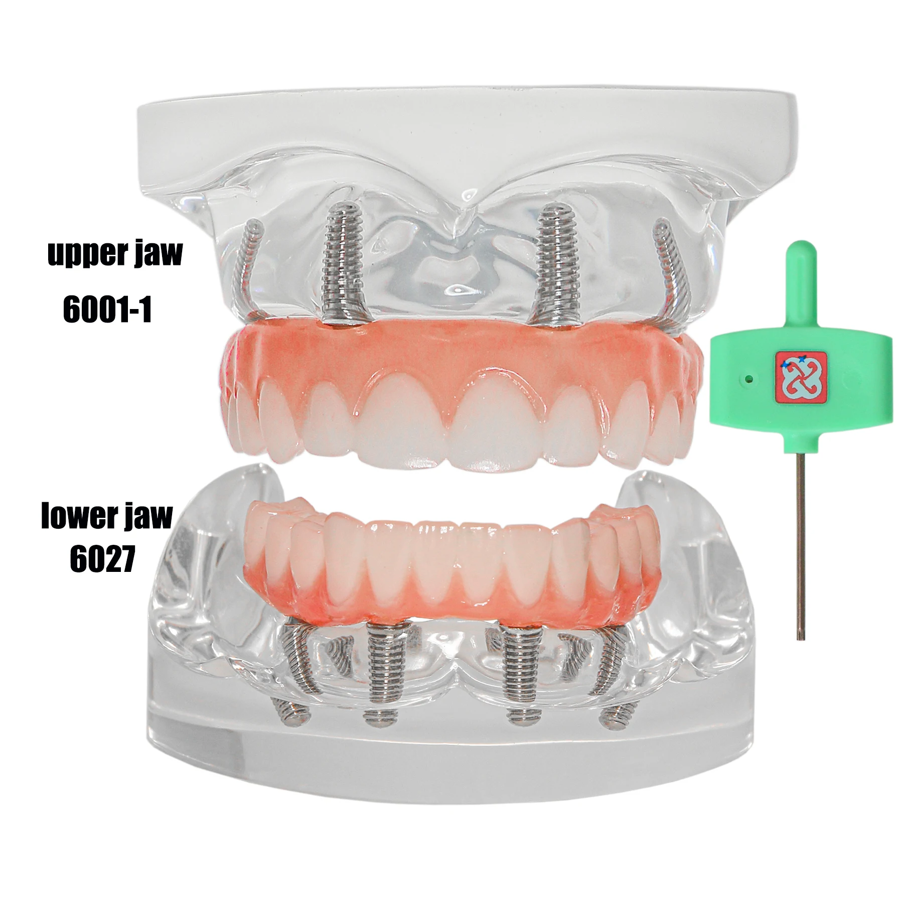 Dental Implant Typodont Teeth Overdenture Restoration Teeth Model Upper/Lower Jaw Type With 4 Screws M6001-1 M6027