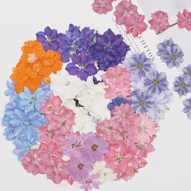 

48Pcs Plant Flowers, Delphinium Dried Flowers, Pressed Flowers, DIY Pressed Flower Bookmarks, Resin Creative Phone Case Plant Specimens, Face Flower Petals Makeup