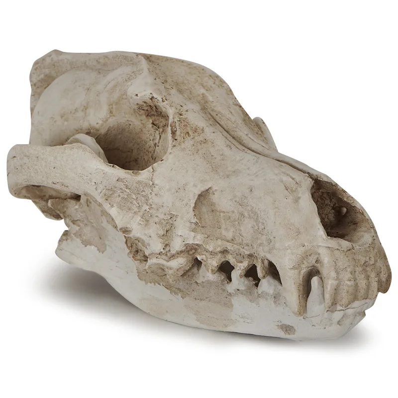 Animal , skull specimen, teaching model, Canadian gray wolf skeleton, Halloween prop, gift