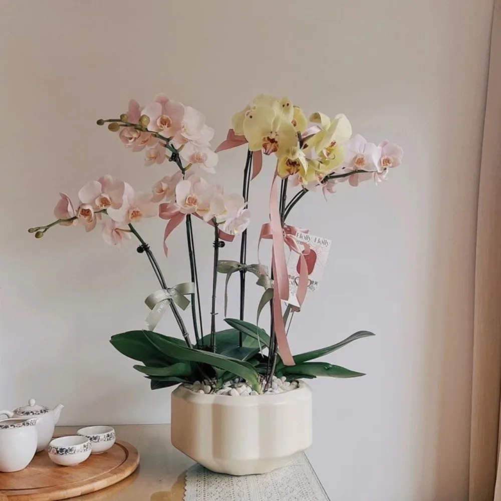 

New Large Caliber Creative Phalaenopsis Flower Pot Shallow Pot Potted Combination Flower Ware Wholesale Solid Color Morandi Colo