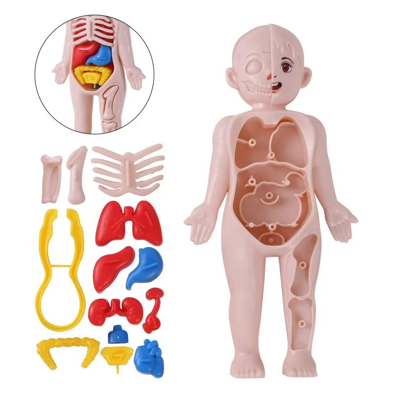 DIY menschlichen Körper Organe Modell für Kinder frühes pädagogisches Lernen Spielzeug Torso Anatomie Modell Montage Wissenschaft Kits Spielzeug für Jungen Mädchen