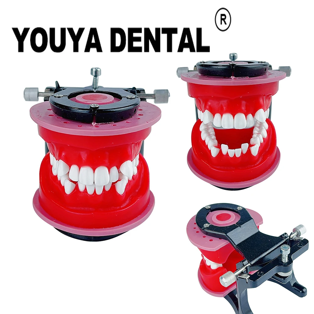 

Orthodontic Teeth Practice Model Red Wax Gum Tooth Teaching Model for Dental Technician Training Studying Oral Medical Models