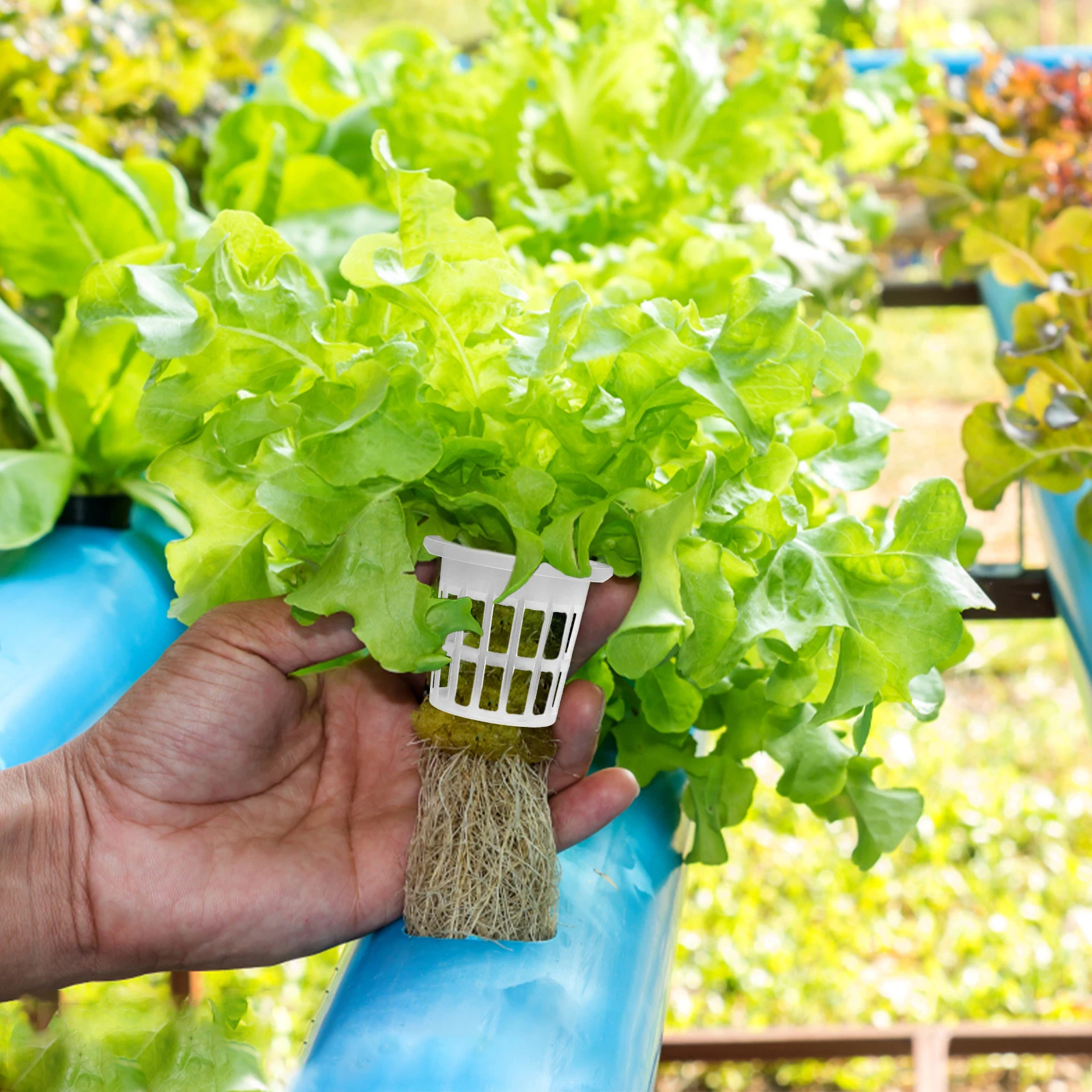 

Plastic Soilless Planting Baskets 50 Pcs Hydroponics Nursery Pots for Fresh Food Cultivation