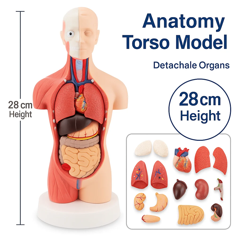 28cm人体胴体解剖模型、内臓、脳、骨格、取り外し可能な臓器付き、高度な医療教育、研究、実演用