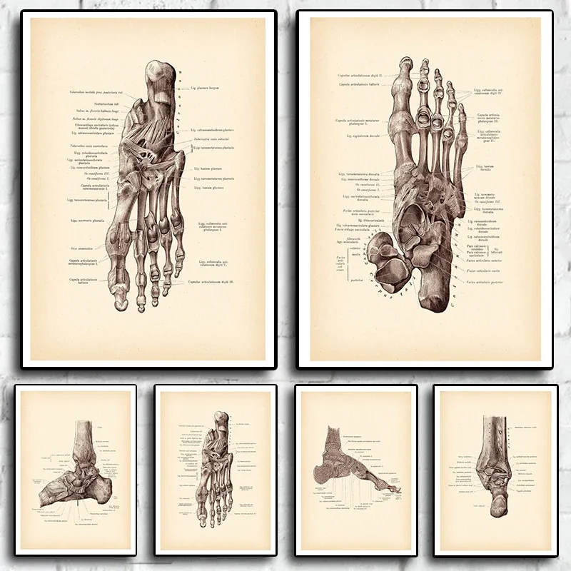 Anatomical Human Foot Print Vintage Anatomy Art Posters Decor Medical Art Clinic Wall Decor Surgeon Gift Canvas Painting