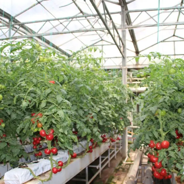 تخصيص الدفيئة نظام الحرارة والتظليل جيد الفراولة فيلم قوس الدفيئة متعددة المدى الزراعة بولي نفق الدفيئة fo