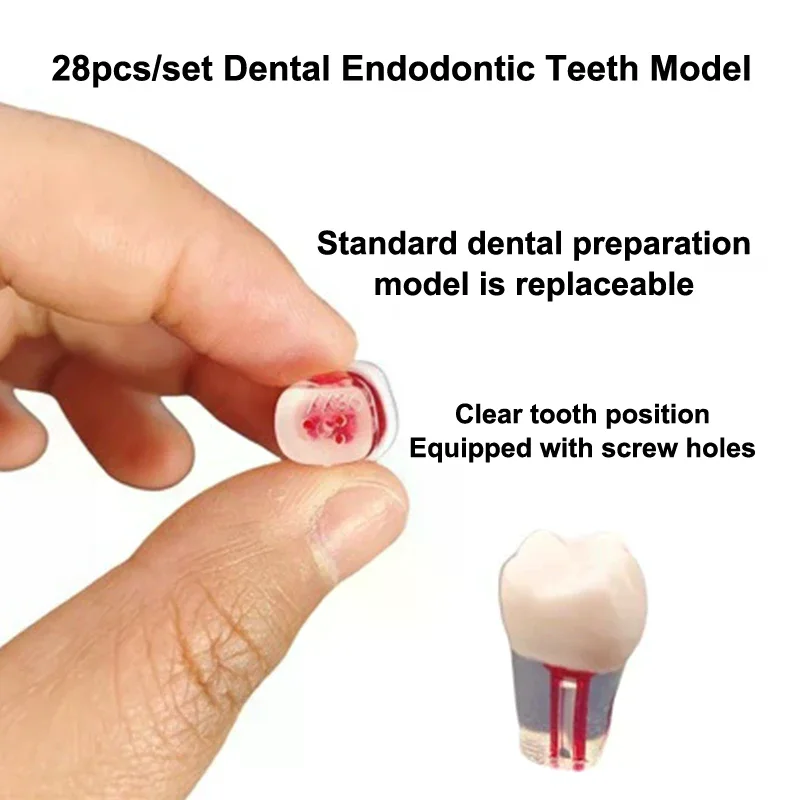 28pcs/set Dental Endodontic Teeth Model Full Mouth Root Canal Practice Study Model Endo Teeth Block Training
