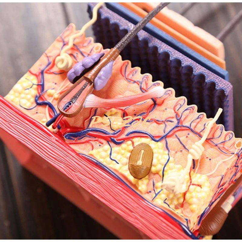 의료 교육 플라스틱 접착제 인체 피부 구조 해부학 어셈블리 모델, 두피 모낭 용품