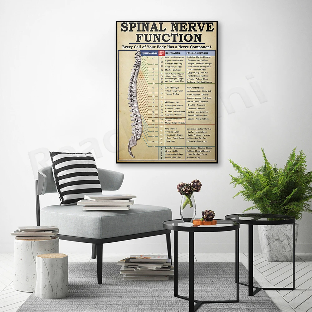 Spinal Nerve Function Poster, Vintage Poster, Spinal Nerve Function Chart, Root Chart, Chiropractic Doctor Gift