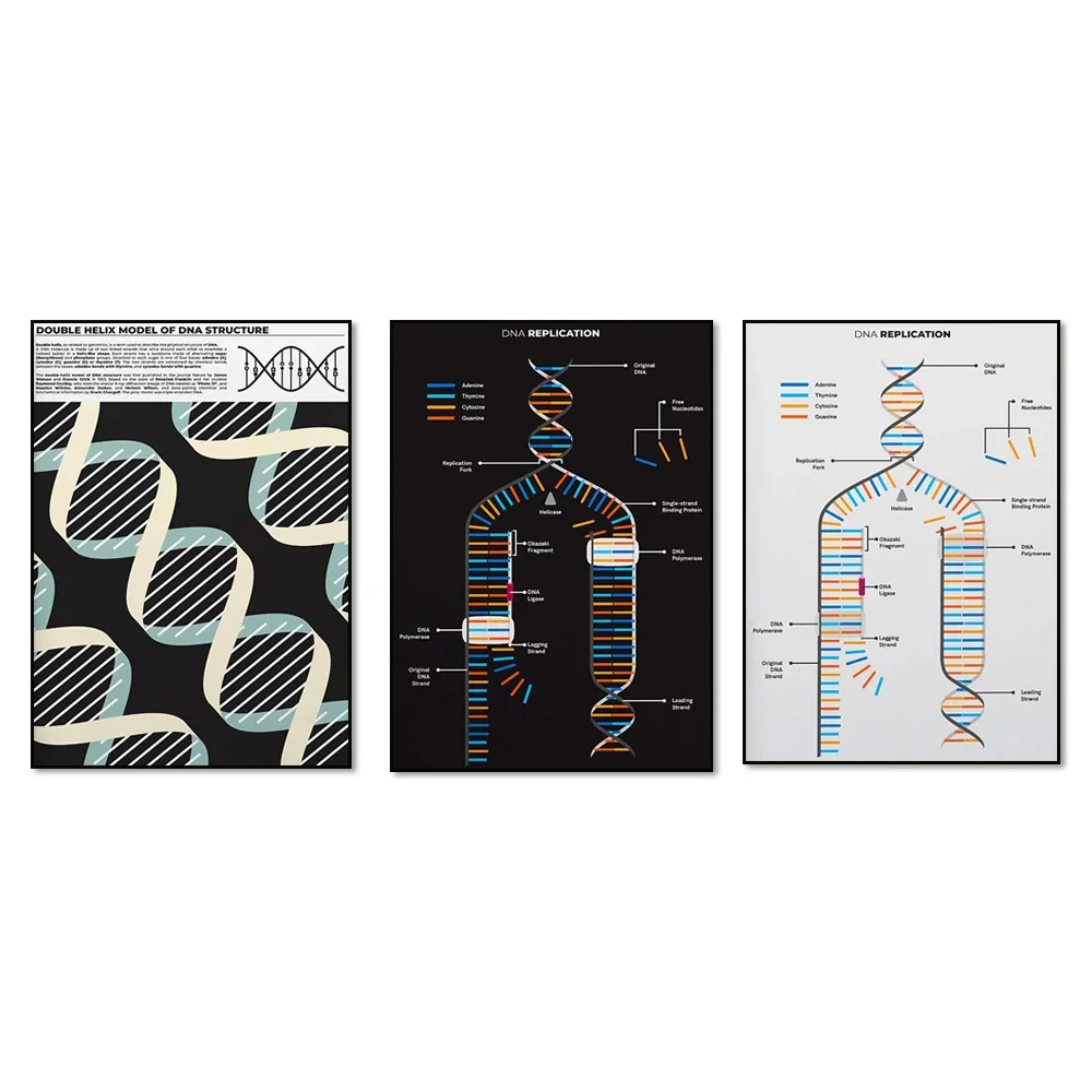 

DNA Replication Cheat Sheet, Gift for Biologist, Homeschool Decoration Ideas, Biology Study Notes about DNA