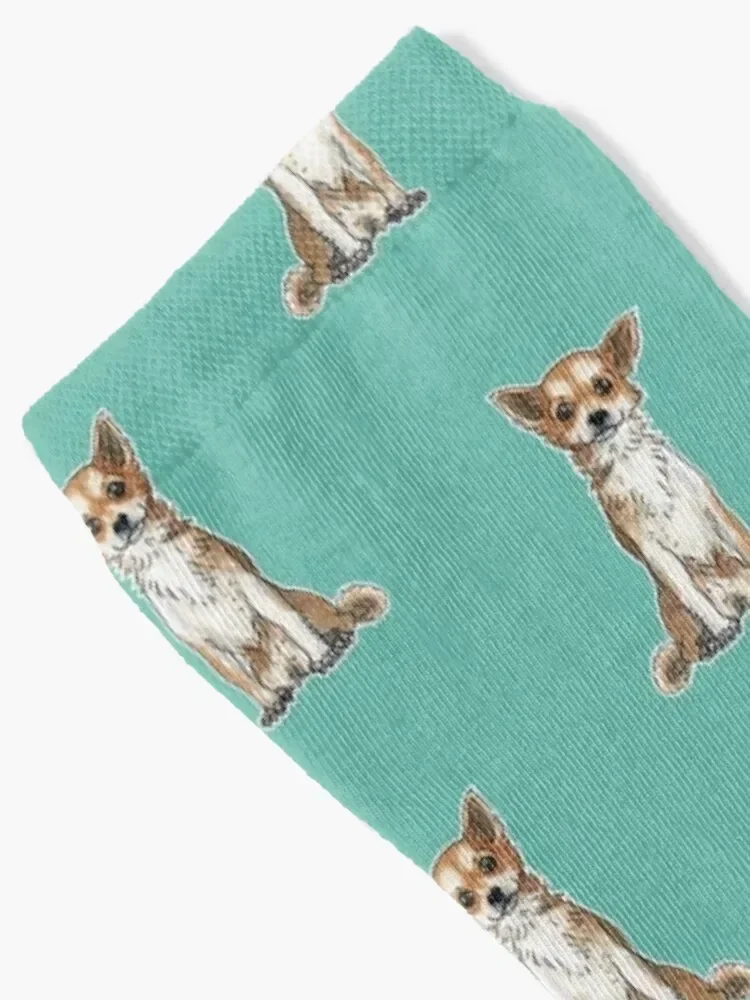 Long hair chihuahua Socks kids designer brand colored luxe Socks Men Women's