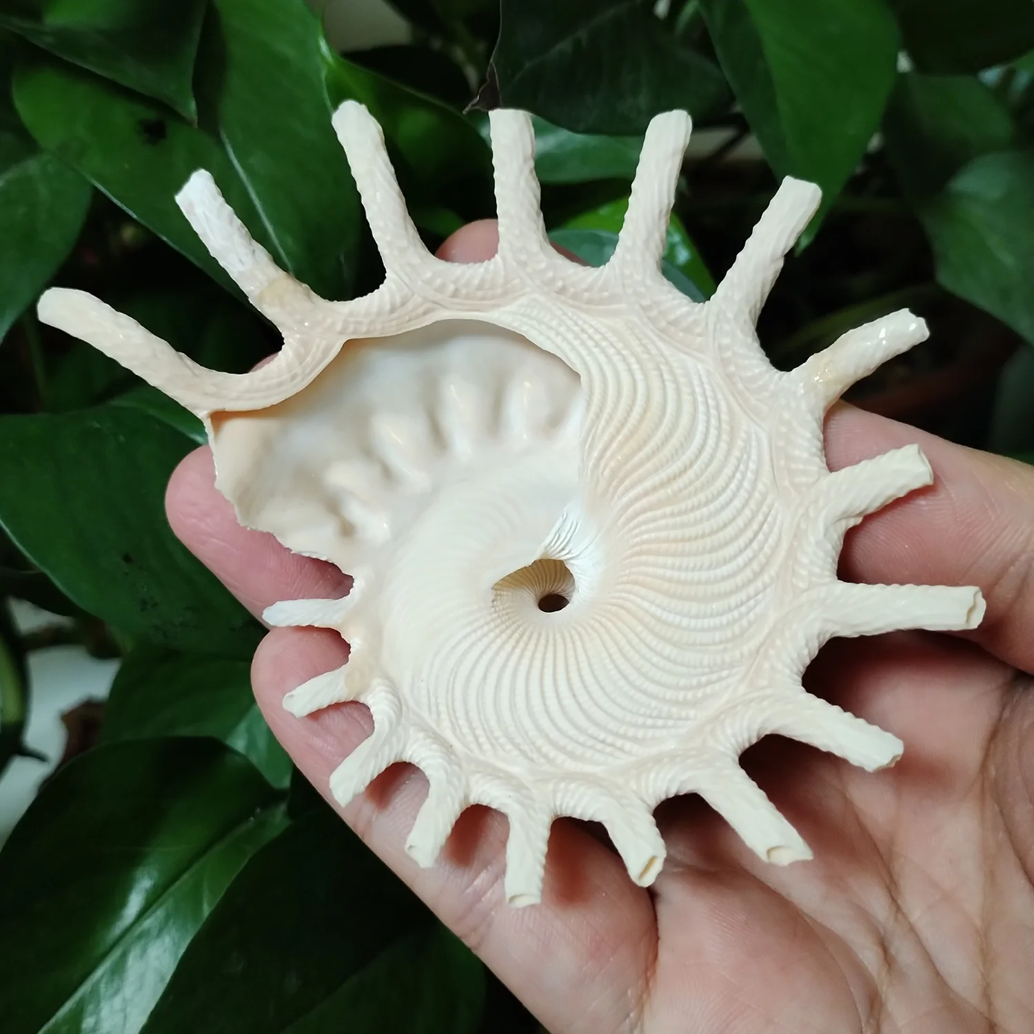 8-11CM Big Sunburst Carrier Shells Light Yellow Seashell Conch For Home Office Decorations Fish Tank Ornaments Collection