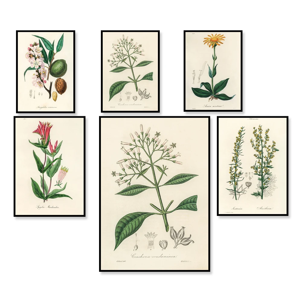 

Vintage Floral Plant Illustration Botanical Antique Lithograph Nature Flower Boho Home Decor Retro Wall Art Print