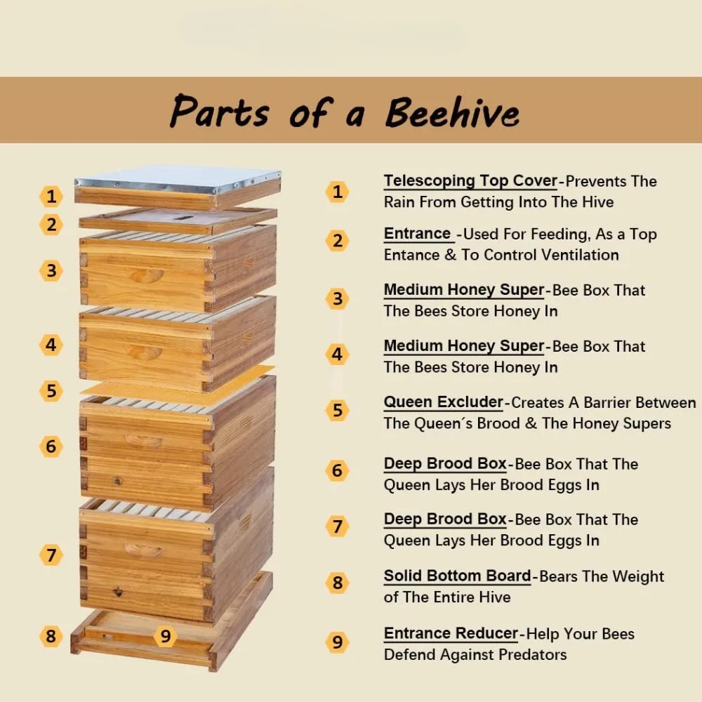 8 Frame Langstroth Bee Hive Coated with 100% Beeswax includes Beehive Frames and Waxed Foundations