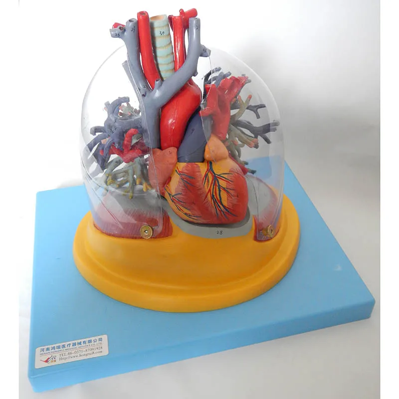 

Anatomy Transparent Lung, Trachea And Bronchial Tree with Heart Model