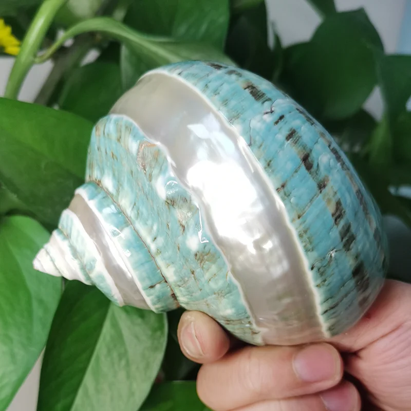 Polished White Jade Turbo Sea Shell, Huge Hermit Crab Mother-of-Pearl Sea Shells  House for Décor Beach Crafts Nautical Decor